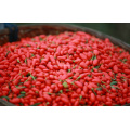 Chinesische Wolfberry, Goji Berry (0006)